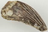 Fossil Raptor (Paronychodon?) Tooth - Montana #204173-1